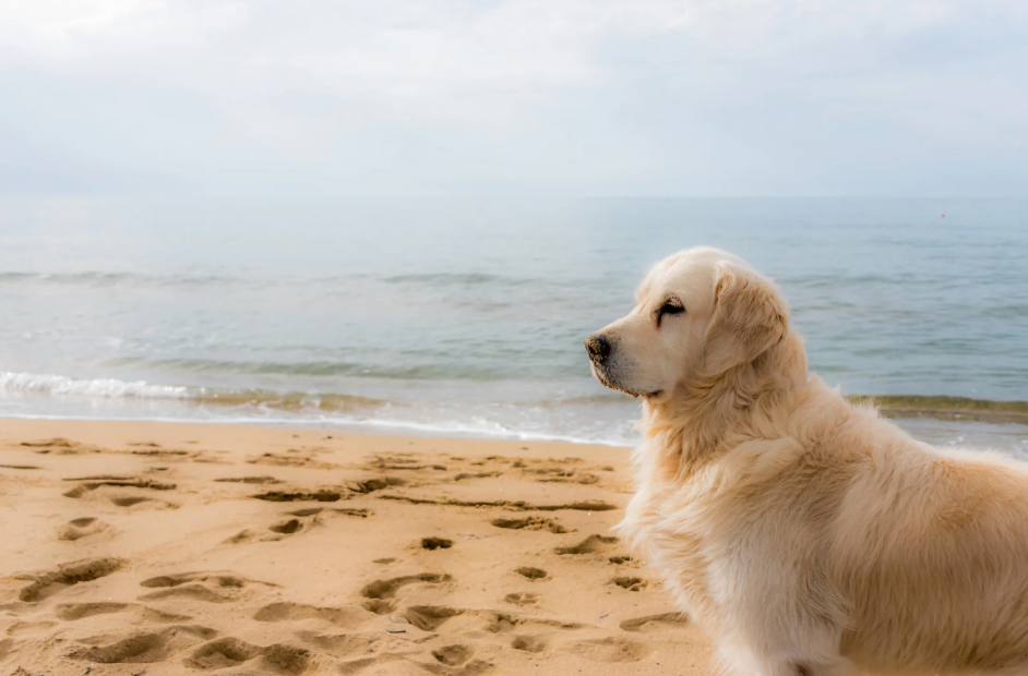 Dog at the Beach
